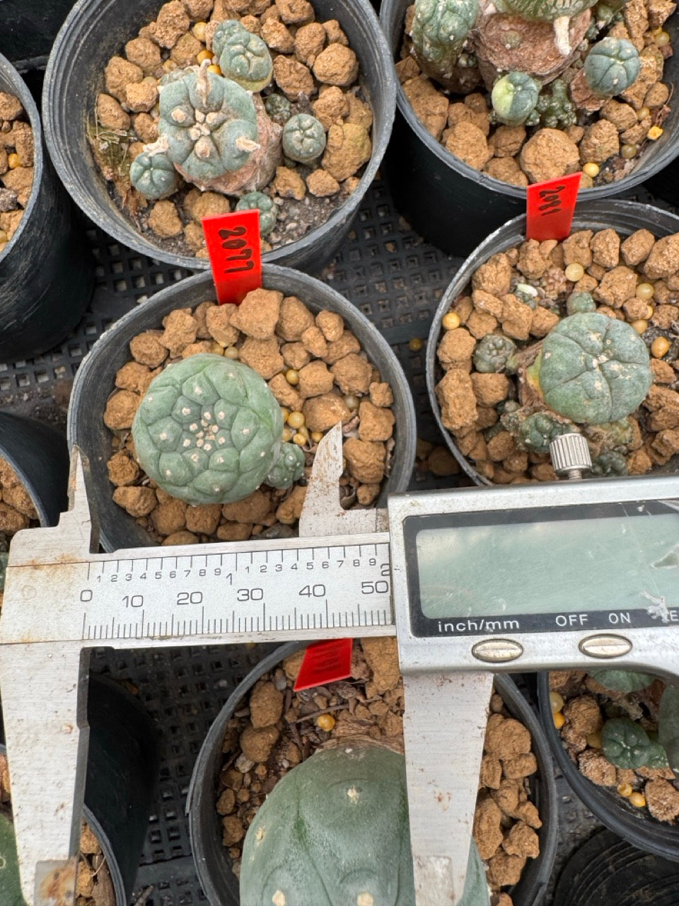 Lophophora williamsii – Peyote Cactus (3-4 cm, Own Root)