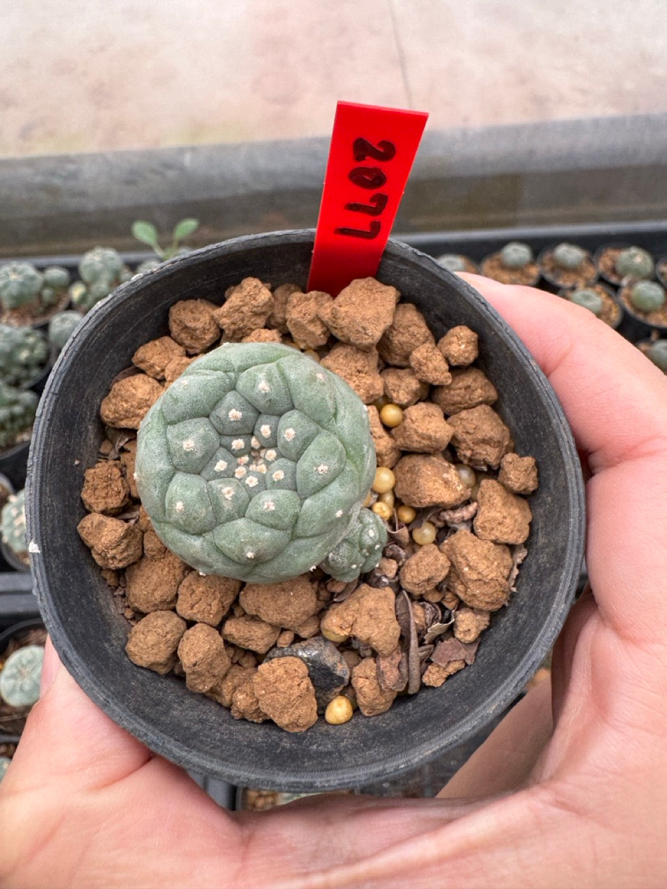 Lophophora williamsii – Peyote Cactus (3-4 cm, Own Root)