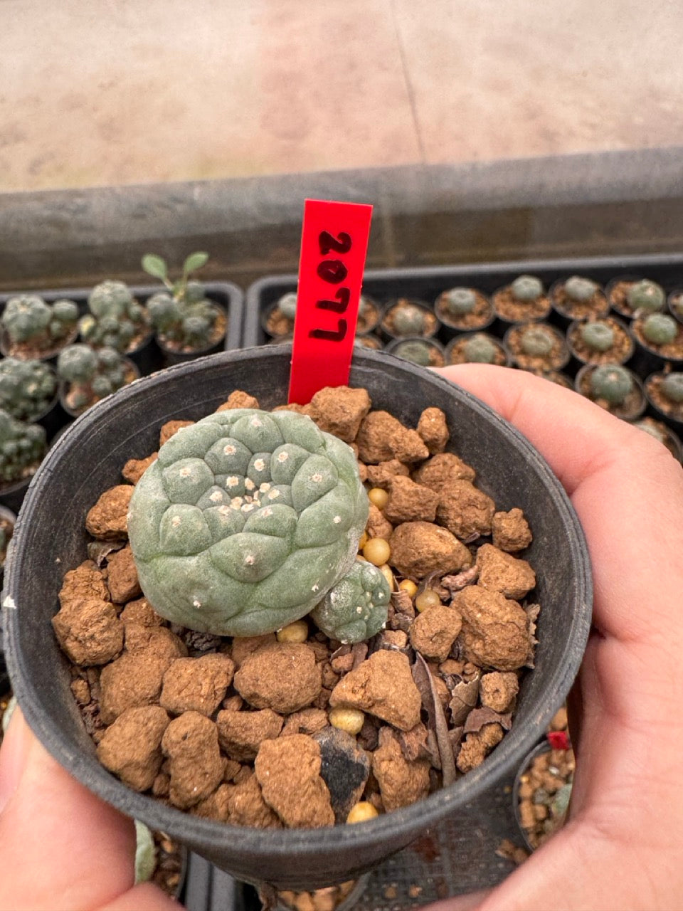 Lophophora williamsii – Peyote Cactus (3-4 cm, Own Root)