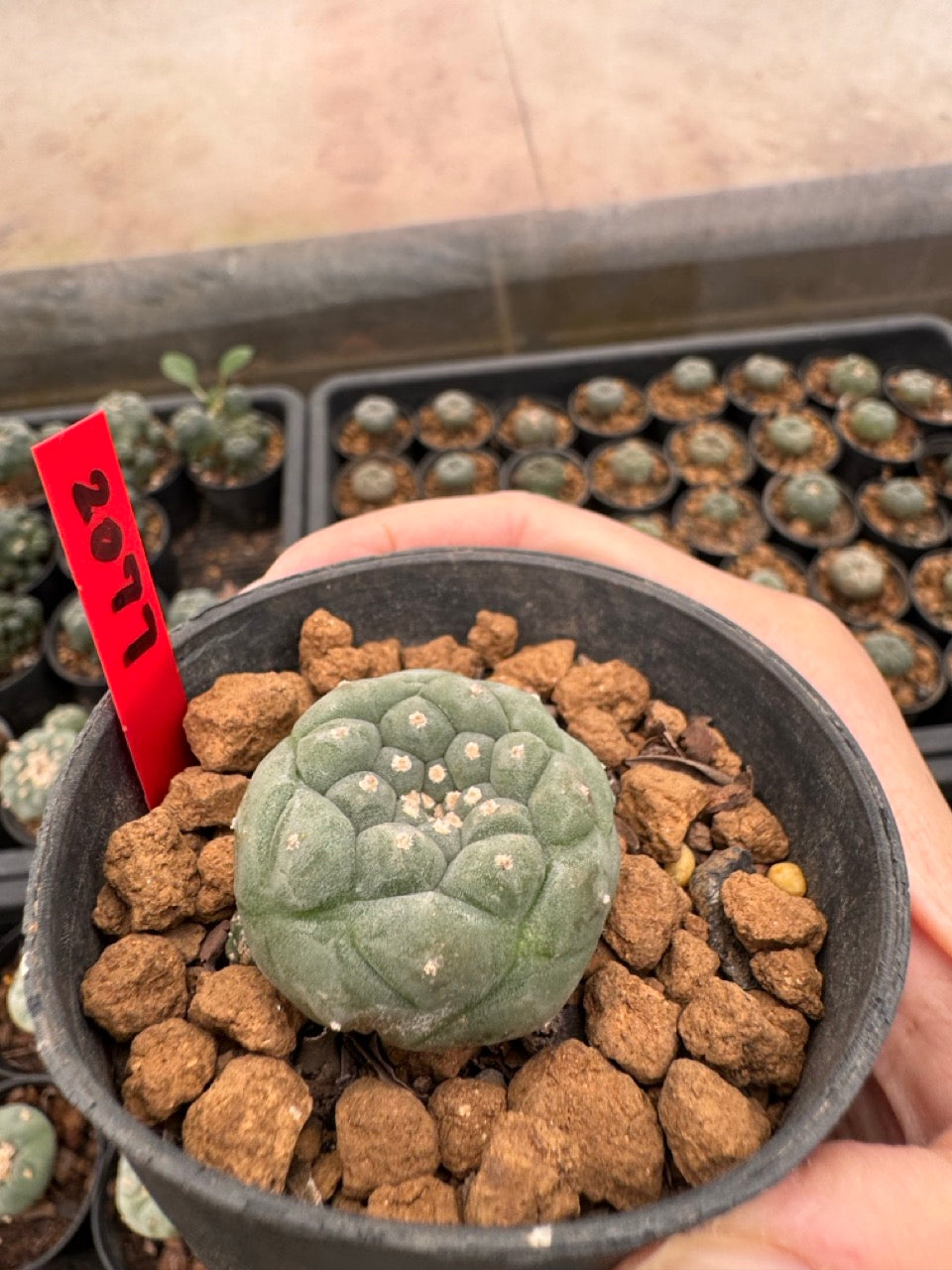 Lophophora williamsii – Peyote Cactus (3-4 cm, Own Root)