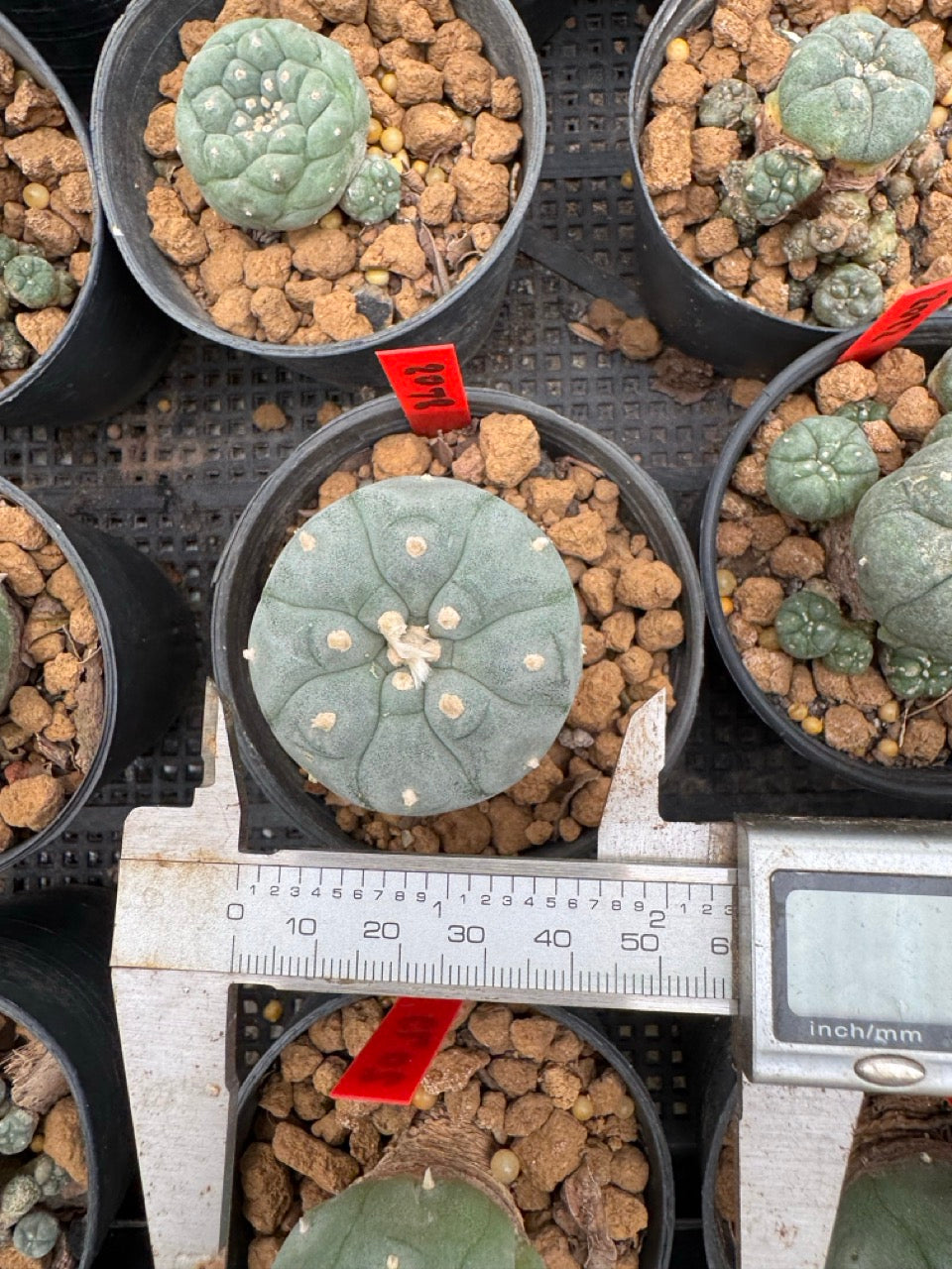 Lophophora williamsii – Peyote Cactus (3-4 cm, Own Root)