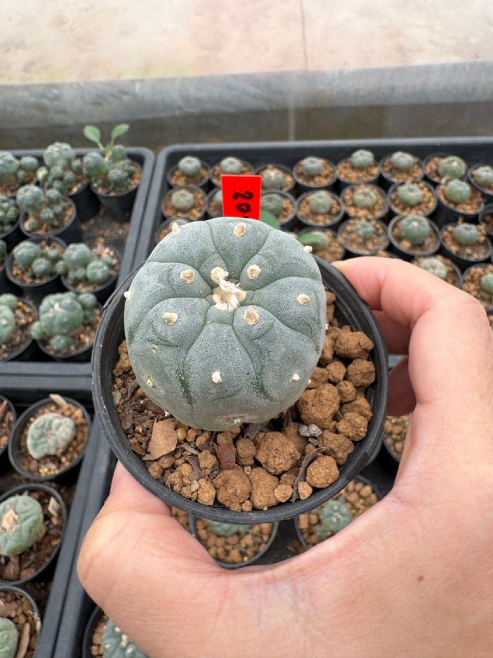 Lophophora williamsii – Peyote Cactus (3-4 cm, Own Root)