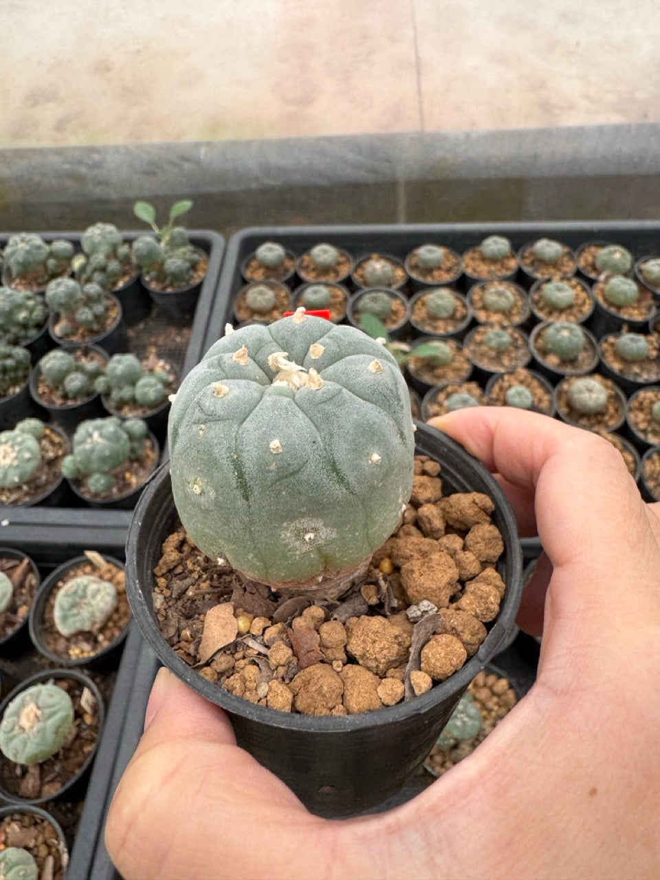 Lophophora williamsii – Peyote Cactus (3-4 cm, Own Root)