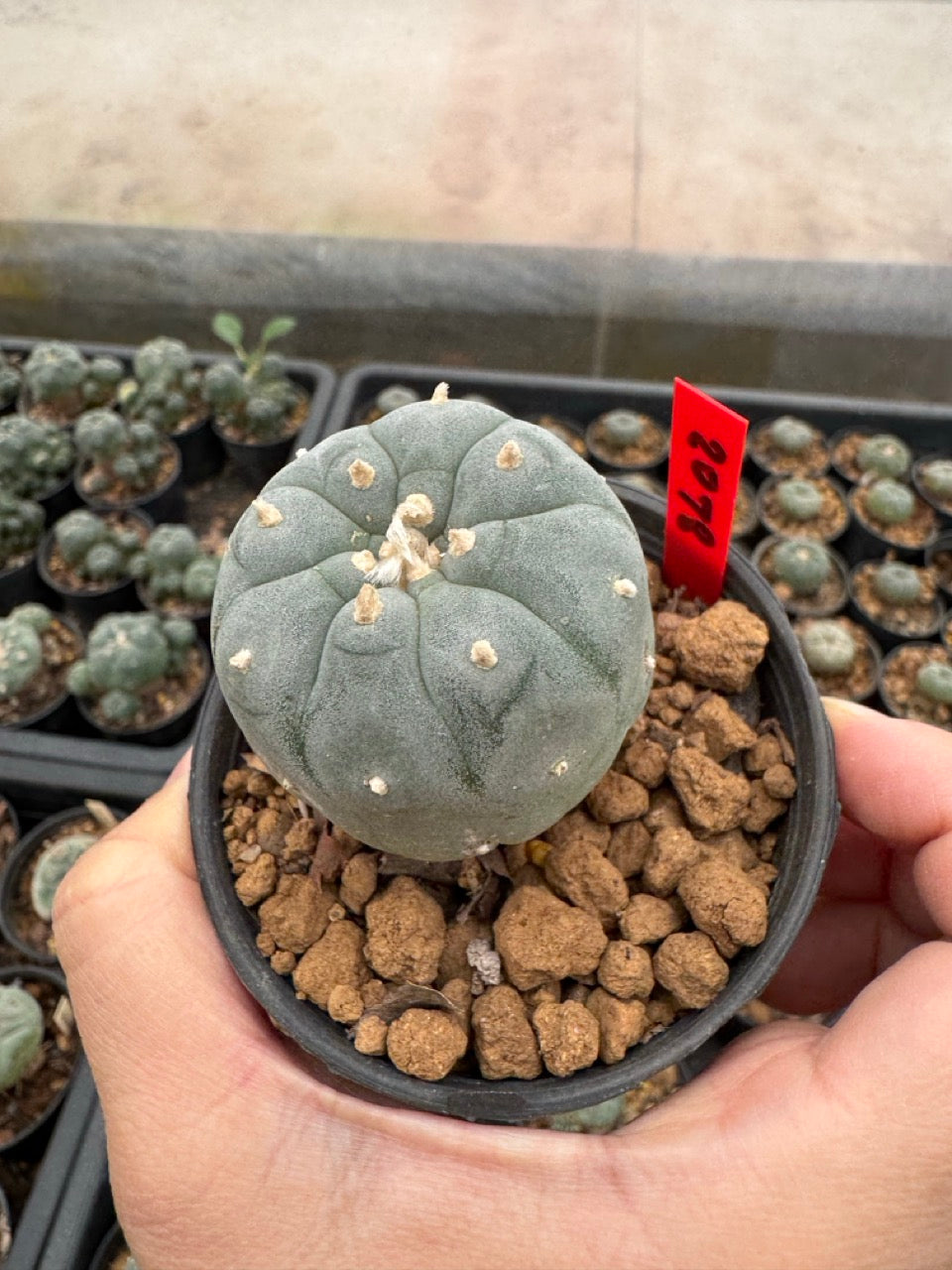 Lophophora williamsii – Peyote Cactus (3-4 cm, Own Root)
