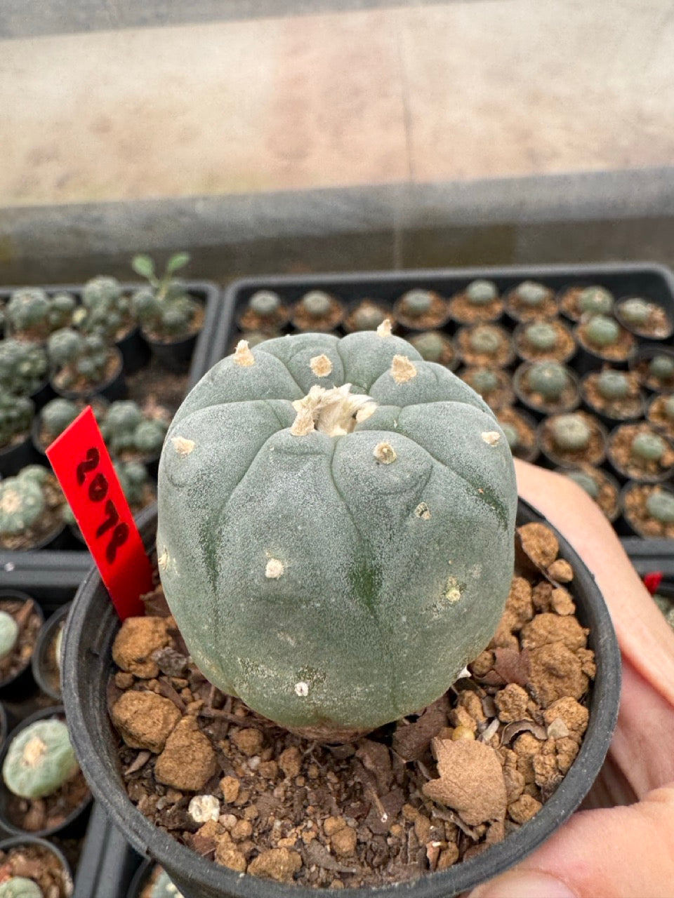 Lophophora williamsii – Peyote Cactus (3-4 cm, Own Root)