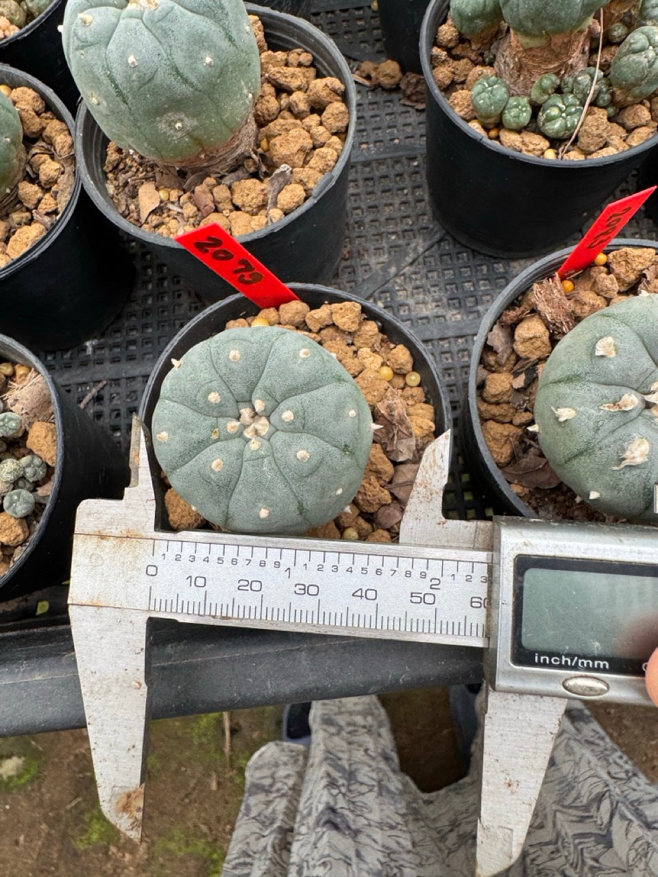 Lophophora williamsii – Peyote Cactus (3-4 cm, Own Root)