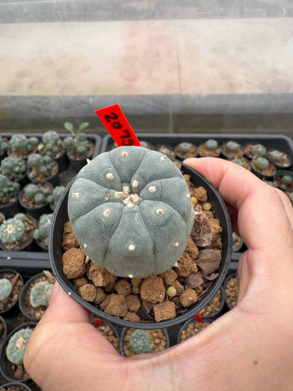 Lophophora williamsii – Peyote Cactus (3-4 cm, Own Root)