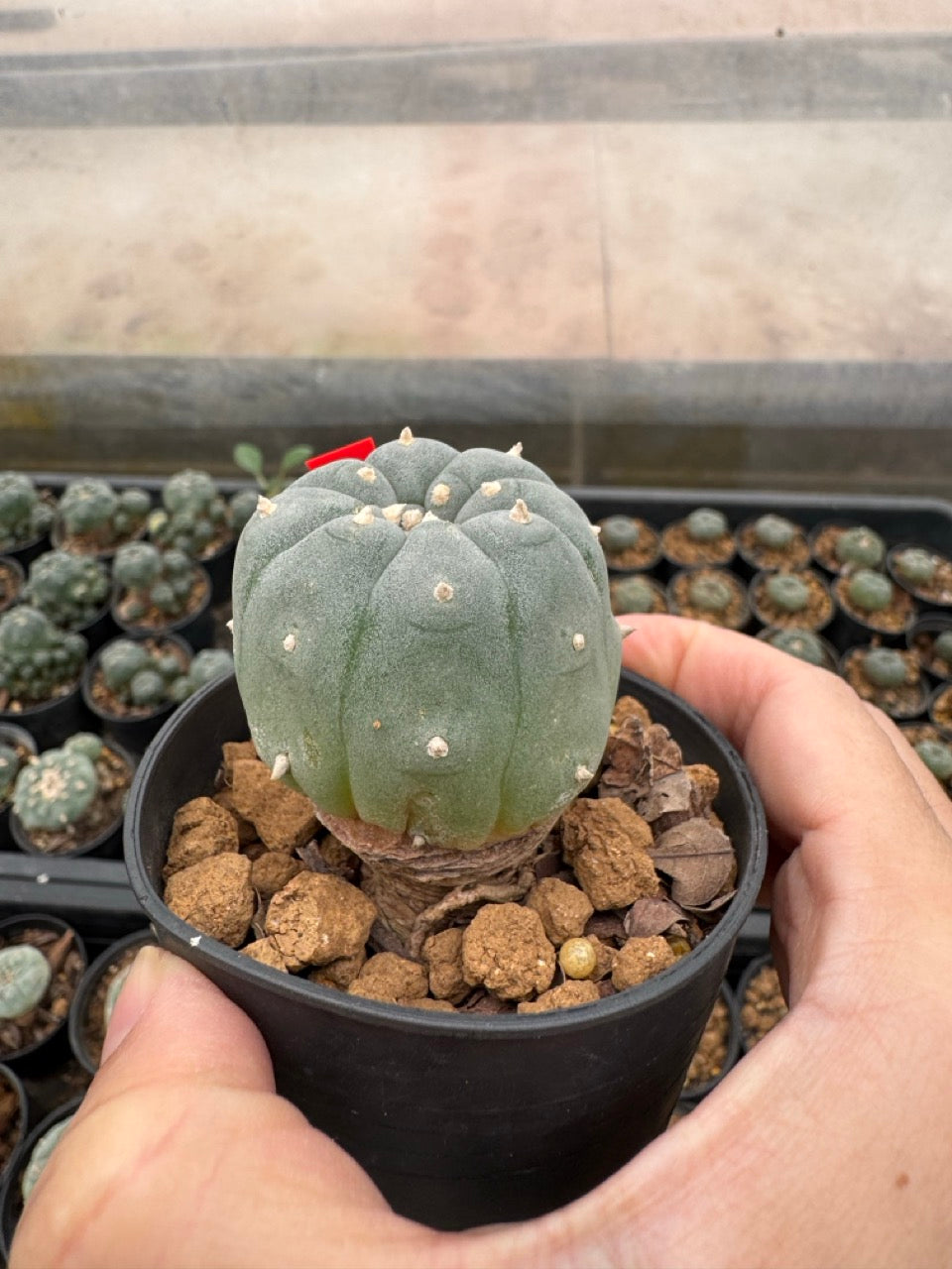 Lophophora williamsii – Peyote Cactus (3-4 cm, Own Root)