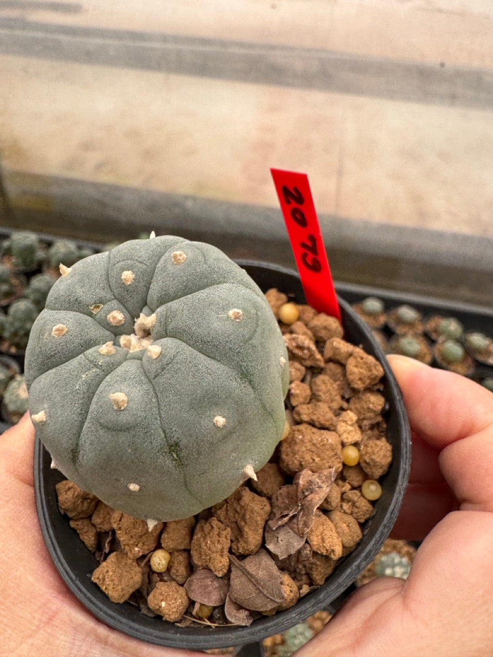 Lophophora williamsii – Peyote Cactus (3-4 cm, Own Root)