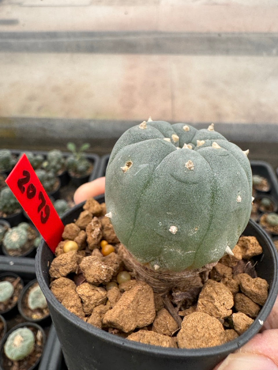 Lophophora williamsii – Peyote Cactus (3-4 cm, Own Root)