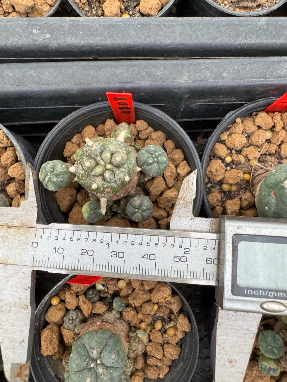 Lophophora williamsii – Peyote Cactus (3-4 cm, Own Root)