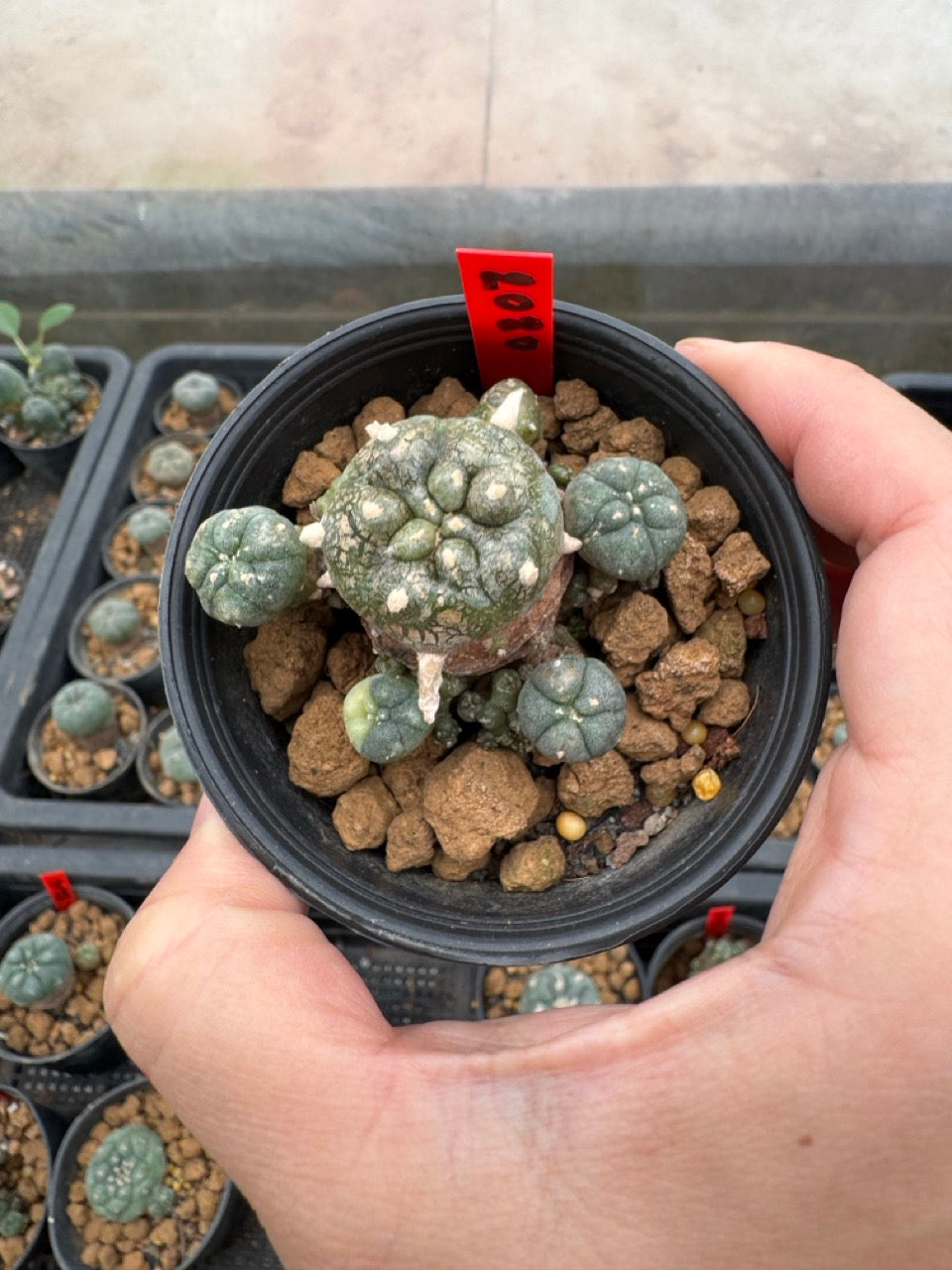 Lophophora williamsii – Peyote Cactus (3-4 cm, Own Root)