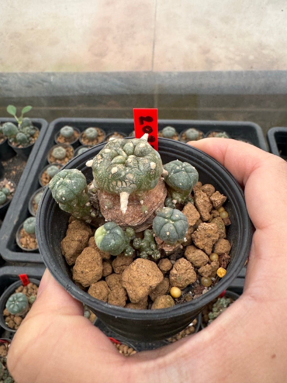 Lophophora williamsii – Peyote Cactus (3-4 cm, Own Root)