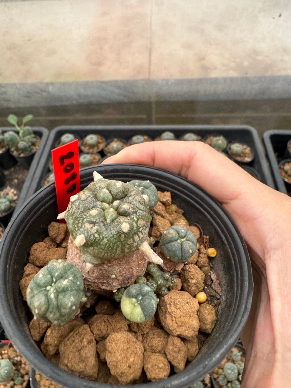 Lophophora williamsii – Peyote Cactus (3-4 cm, Own Root)