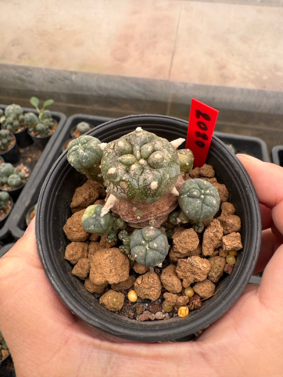 Lophophora williamsii – Peyote Cactus (3-4 cm, Own Root)