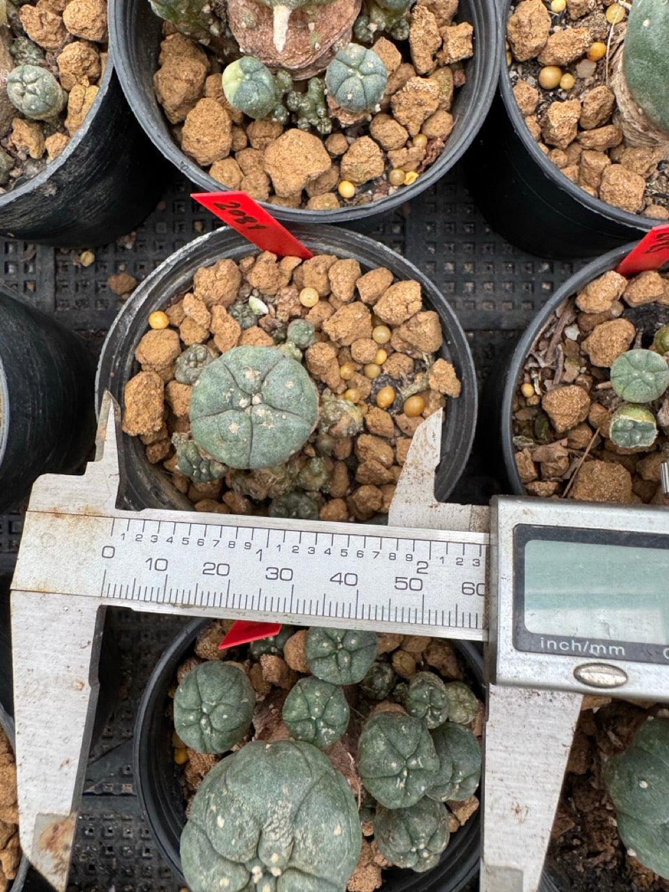 Lophophora williamsii – Peyote Cactus (3-4 cm, Own Root)