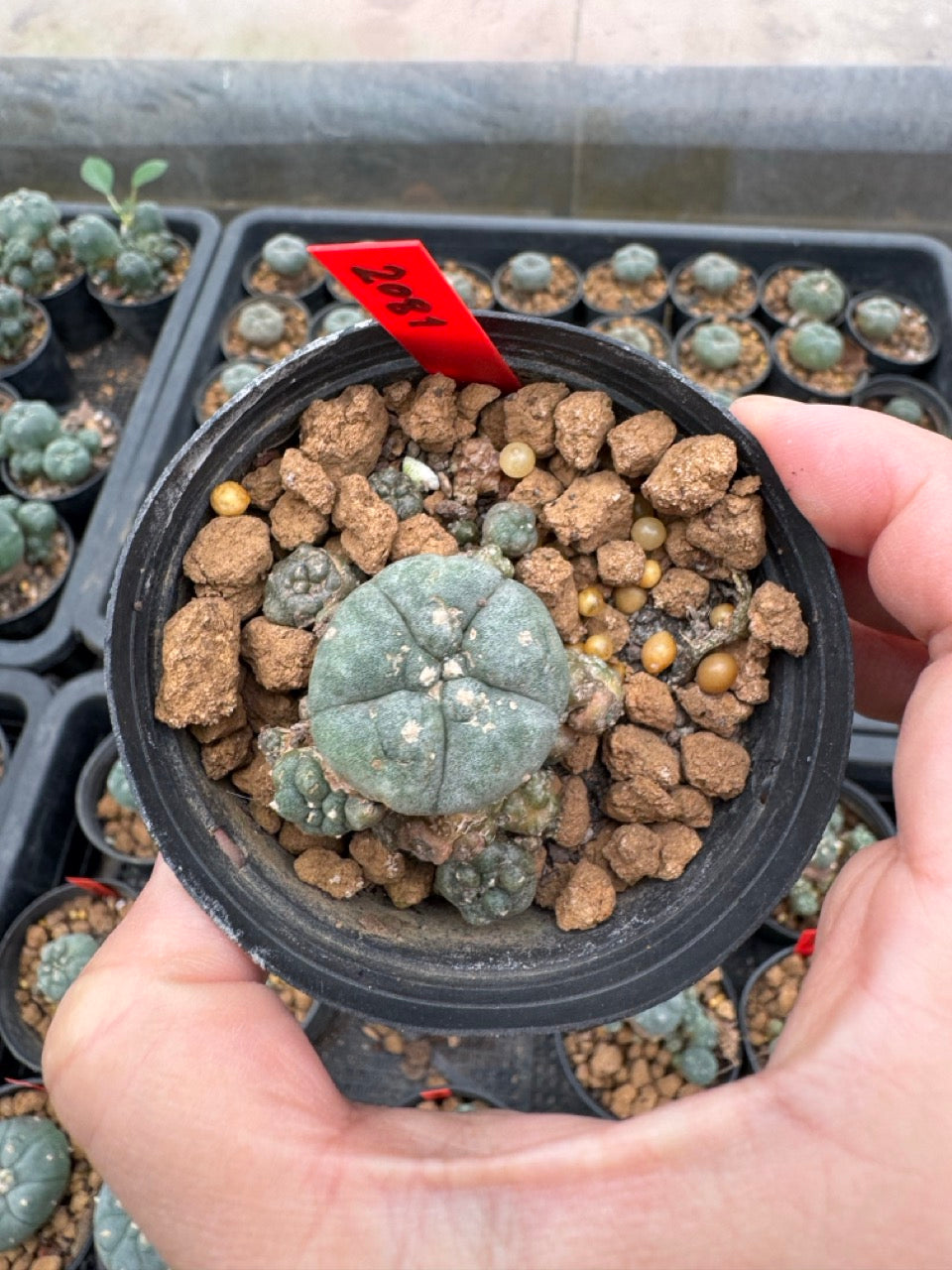 Lophophora williamsii – Peyote Cactus (3-4 cm, Own Root)