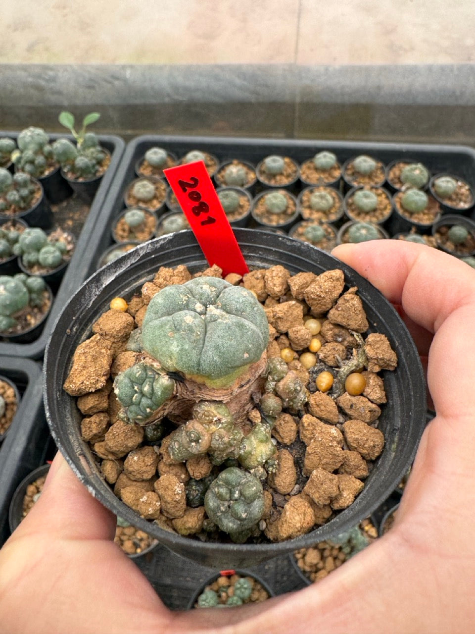 Lophophora williamsii – Peyote Cactus (3-4 cm, Own Root)