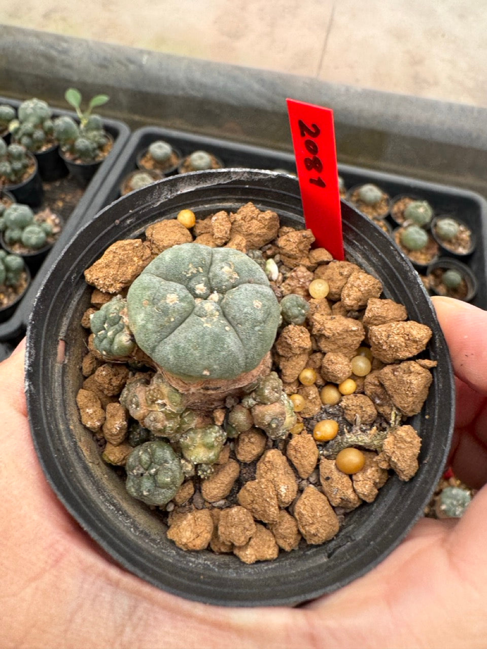 Lophophora williamsii – Peyote Cactus (3-4 cm, Own Root)