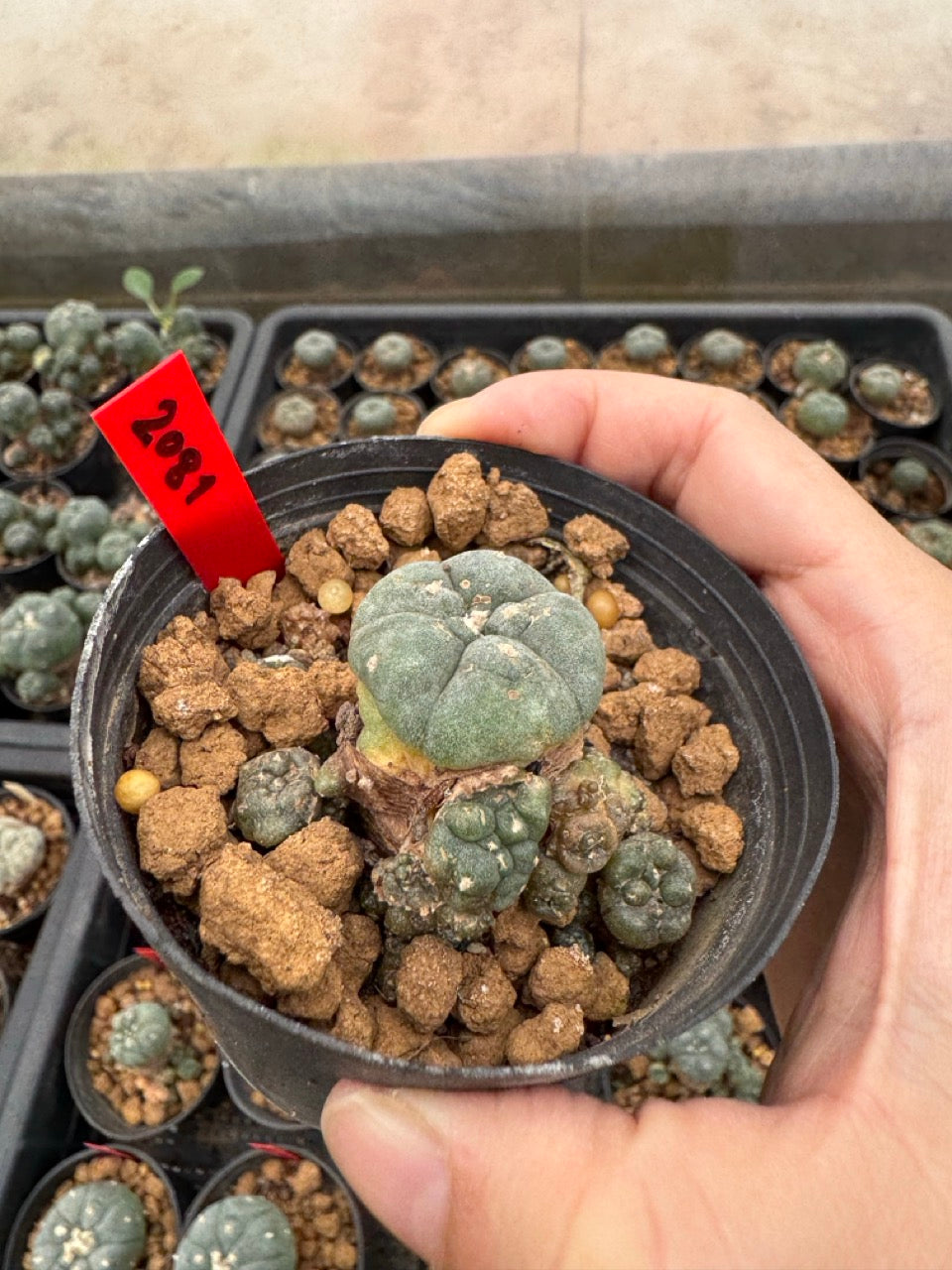 Lophophora williamsii – Peyote Cactus (3-4 cm, Own Root)