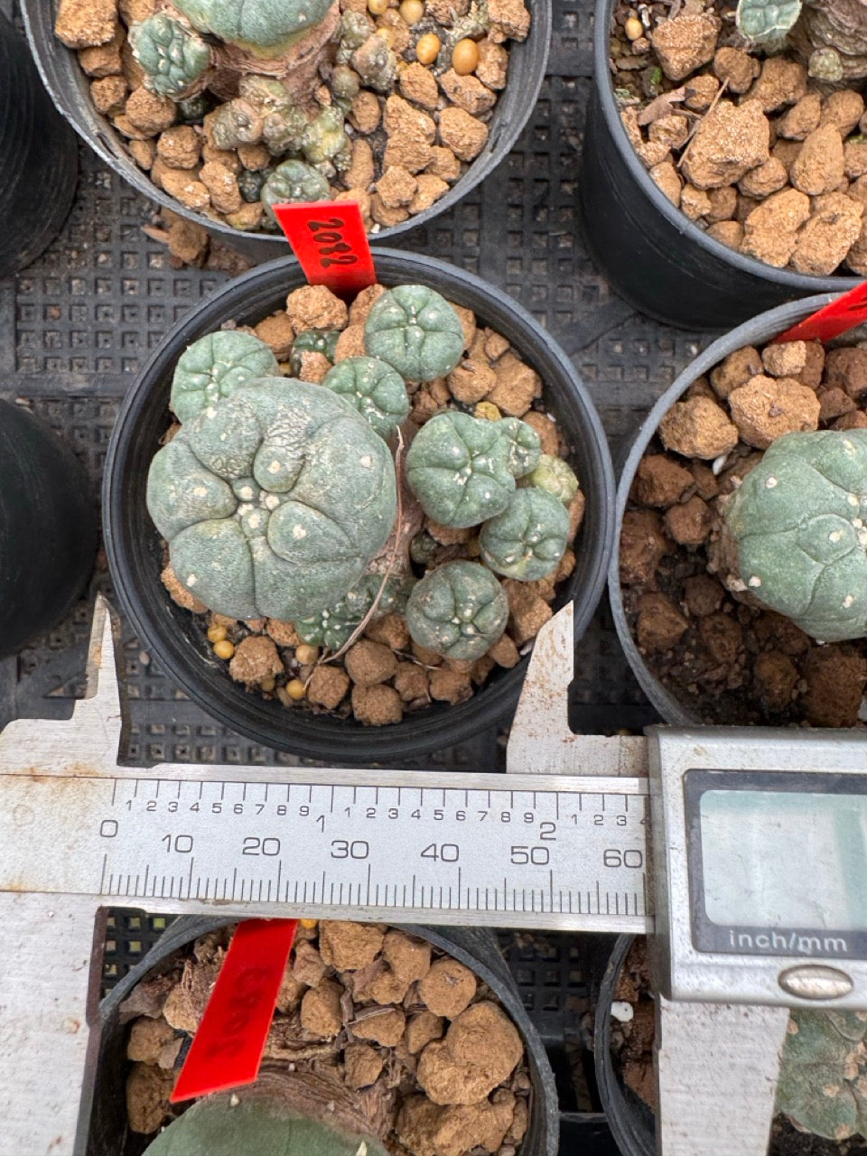 Lophophora williamsii – Peyote Cactus (3-4 cm, Own Root)