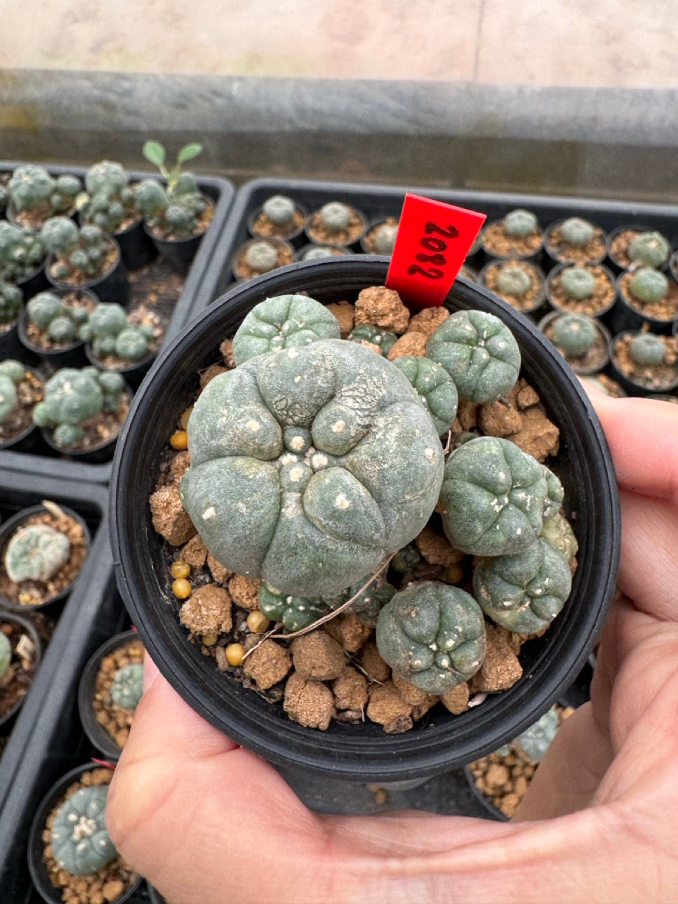 Lophophora williamsii – Peyote Cactus (3-4 cm, Own Root)