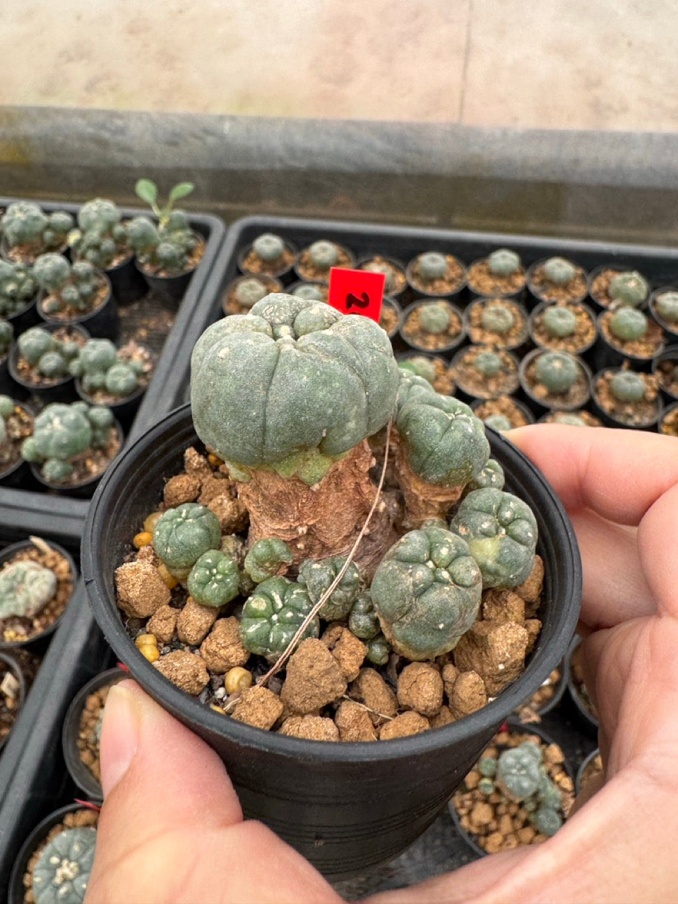 Lophophora williamsii – Peyote Cactus (3-4 cm, Own Root)
