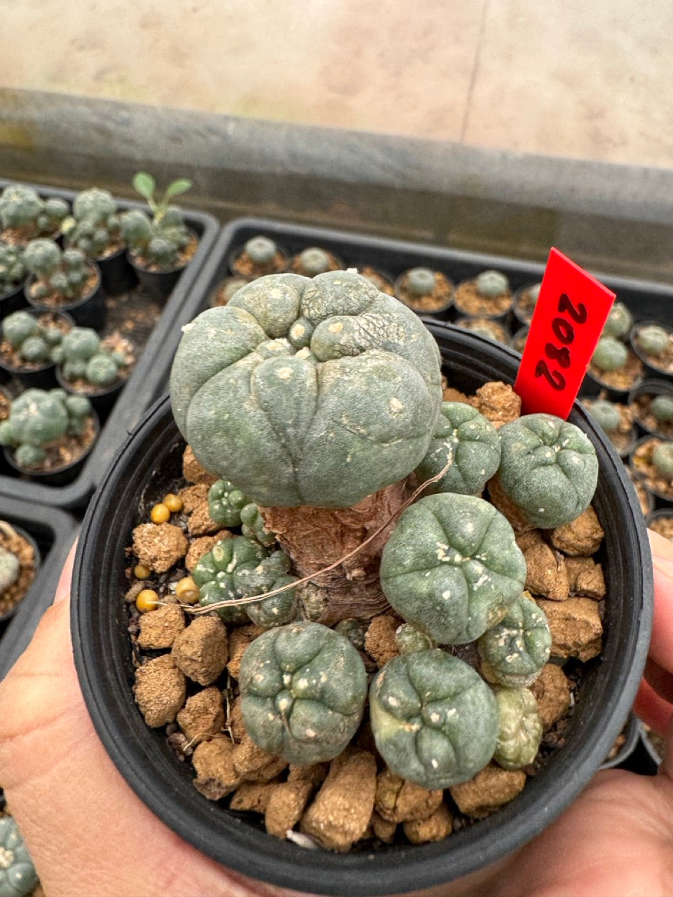 Lophophora williamsii – Peyote Cactus (3-4 cm, Own Root)