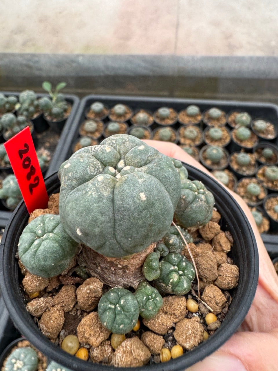 Lophophora williamsii – Peyote Cactus (3-4 cm, Own Root)