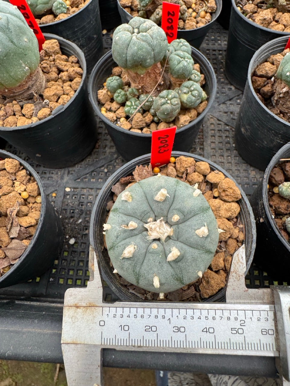 Lophophora williamsii – Peyote Cactus (3-4 cm, Own Root)