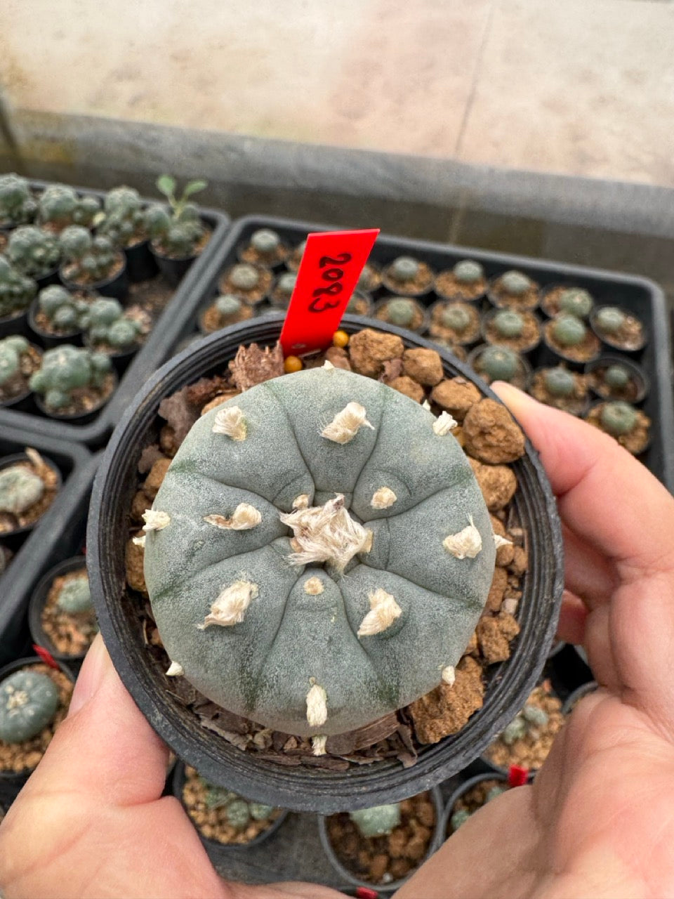 Lophophora williamsii – Peyote Cactus (3-4 cm, Own Root)