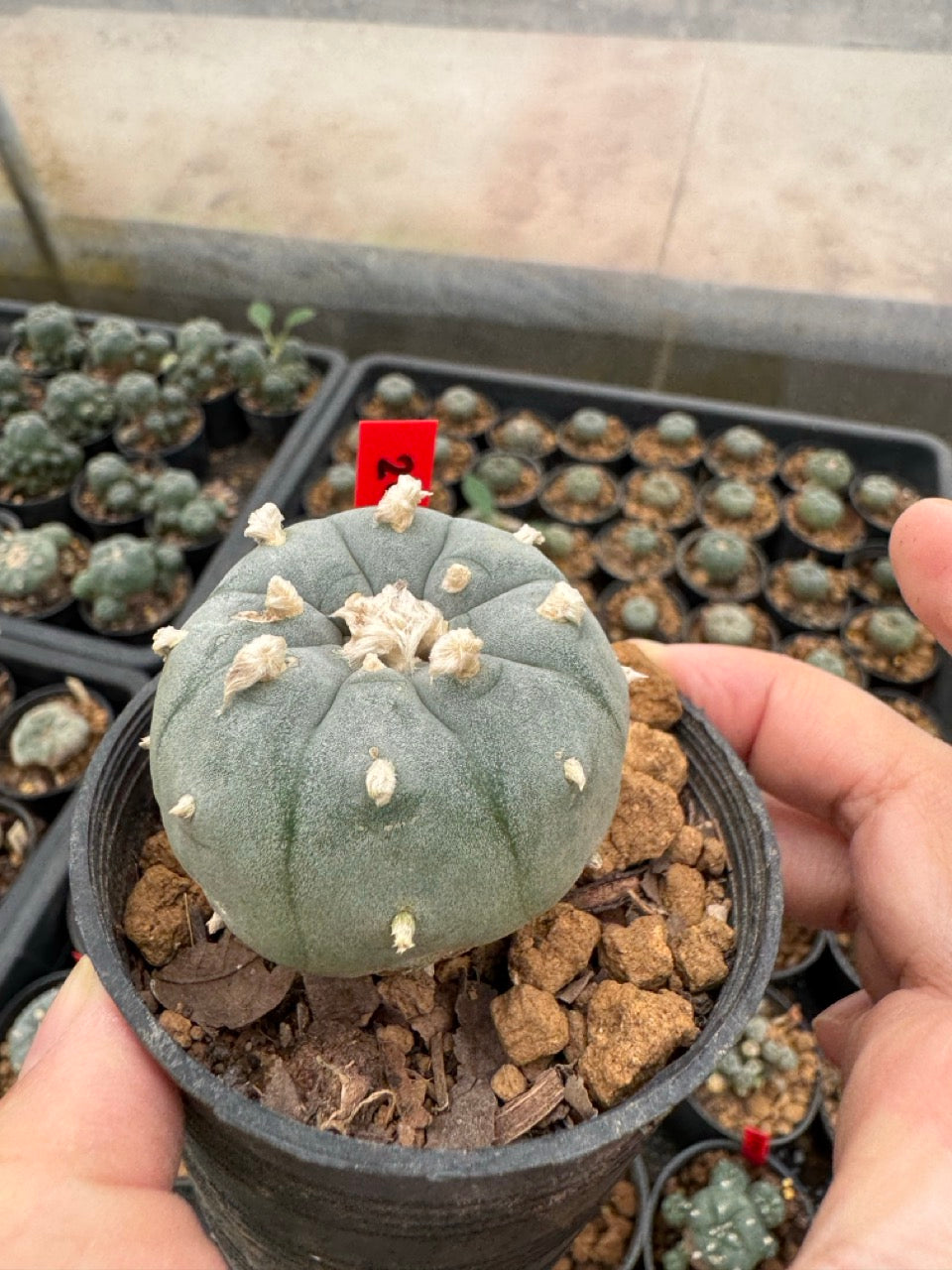 Lophophora williamsii – Peyote Cactus (3-4 cm, Own Root)