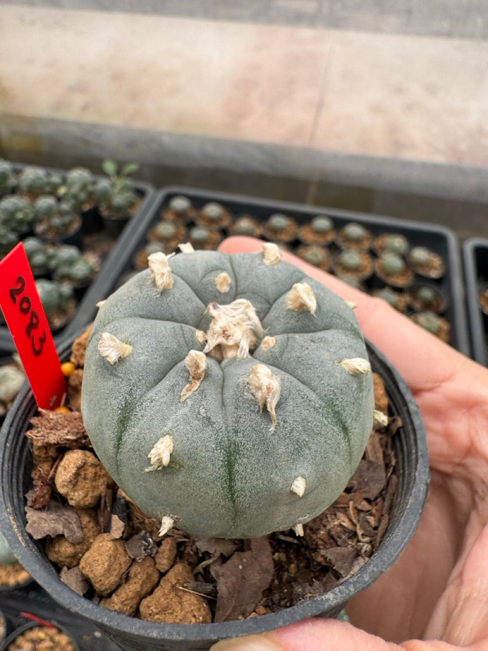 Lophophora williamsii – Peyote Cactus (3-4 cm, Own Root)