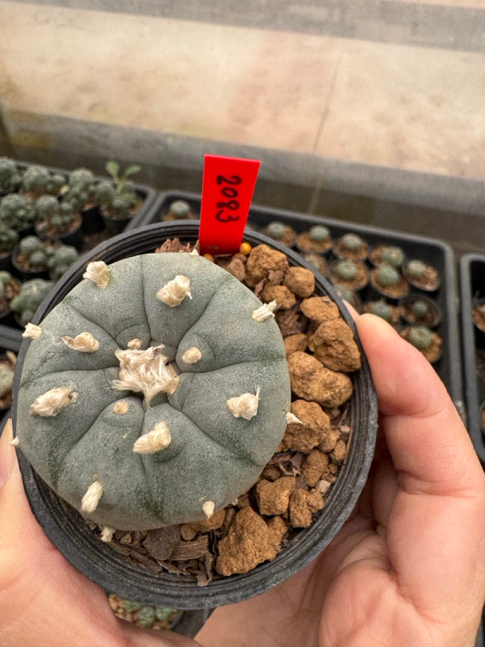 Lophophora williamsii – Peyote Cactus (3-4 cm, Own Root)
