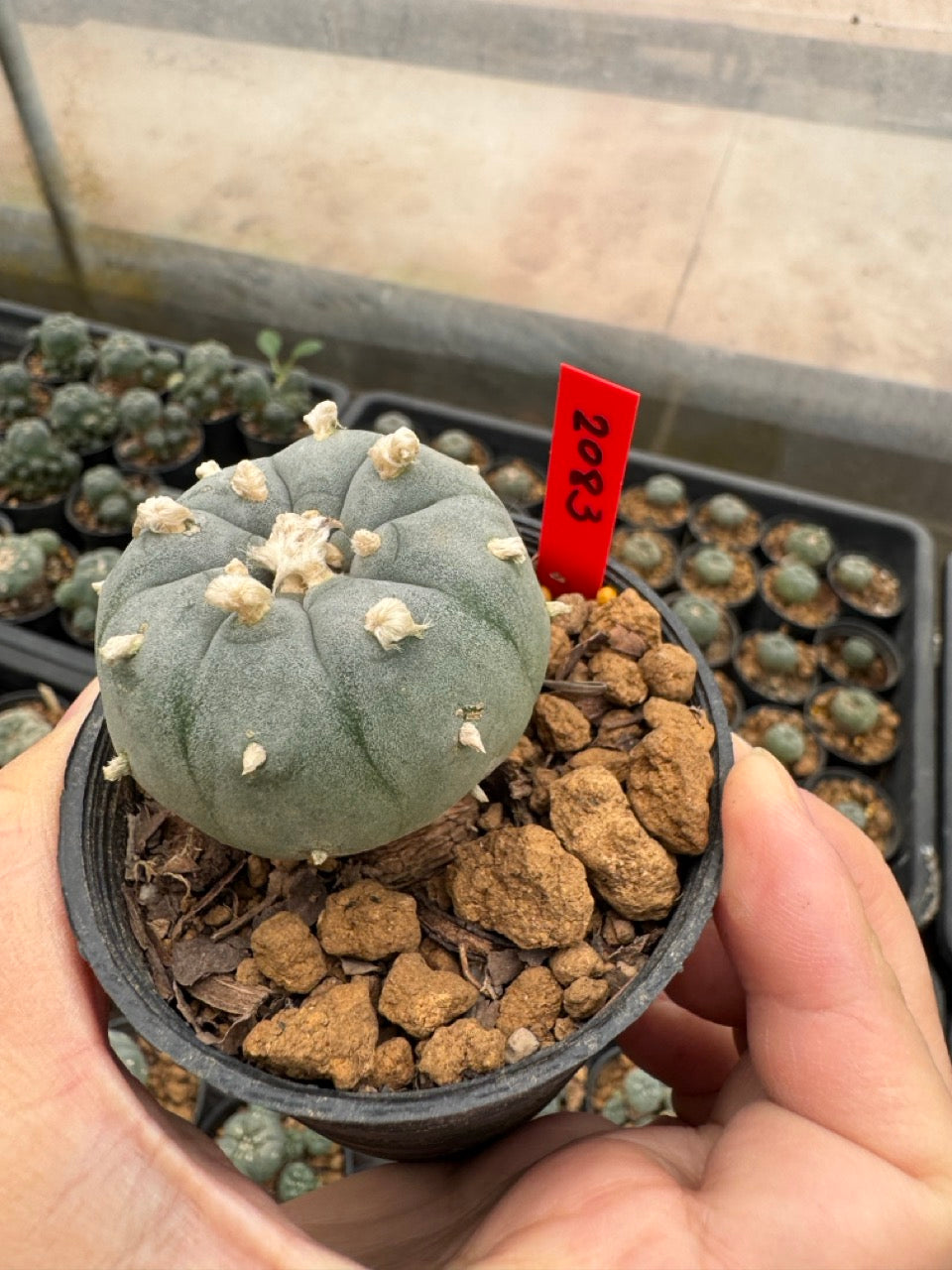 Lophophora williamsii – Peyote Cactus (3-4 cm, Own Root)