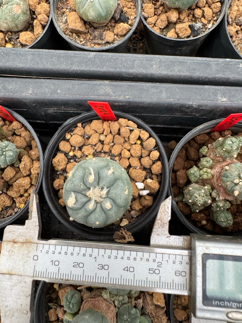 Lophophora williamsii – Peyote Cactus (3-4 cm, Own Root)
