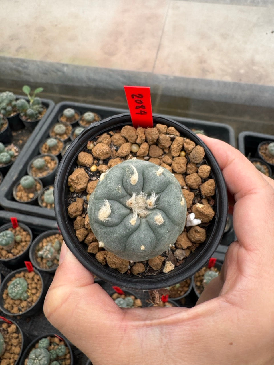 Lophophora williamsii – Peyote Cactus (3-4 cm, Own Root)