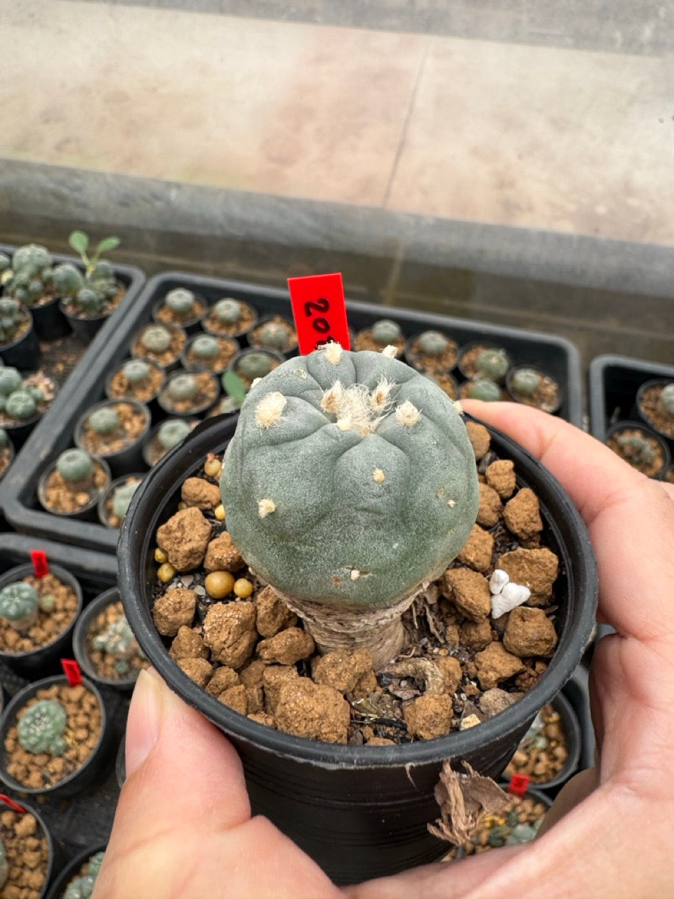 Lophophora williamsii – Peyote Cactus (3-4 cm, Own Root)