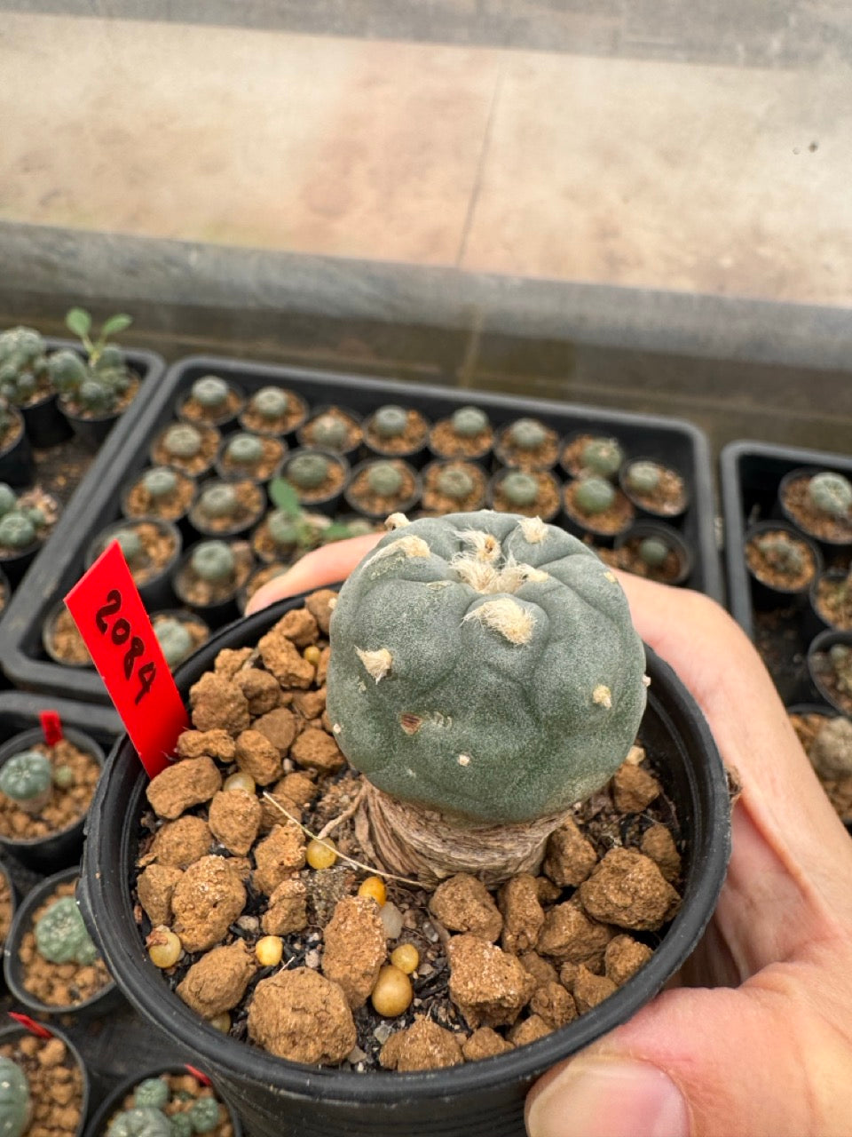 Lophophora williamsii – Peyote Cactus (3-4 cm, Own Root)
