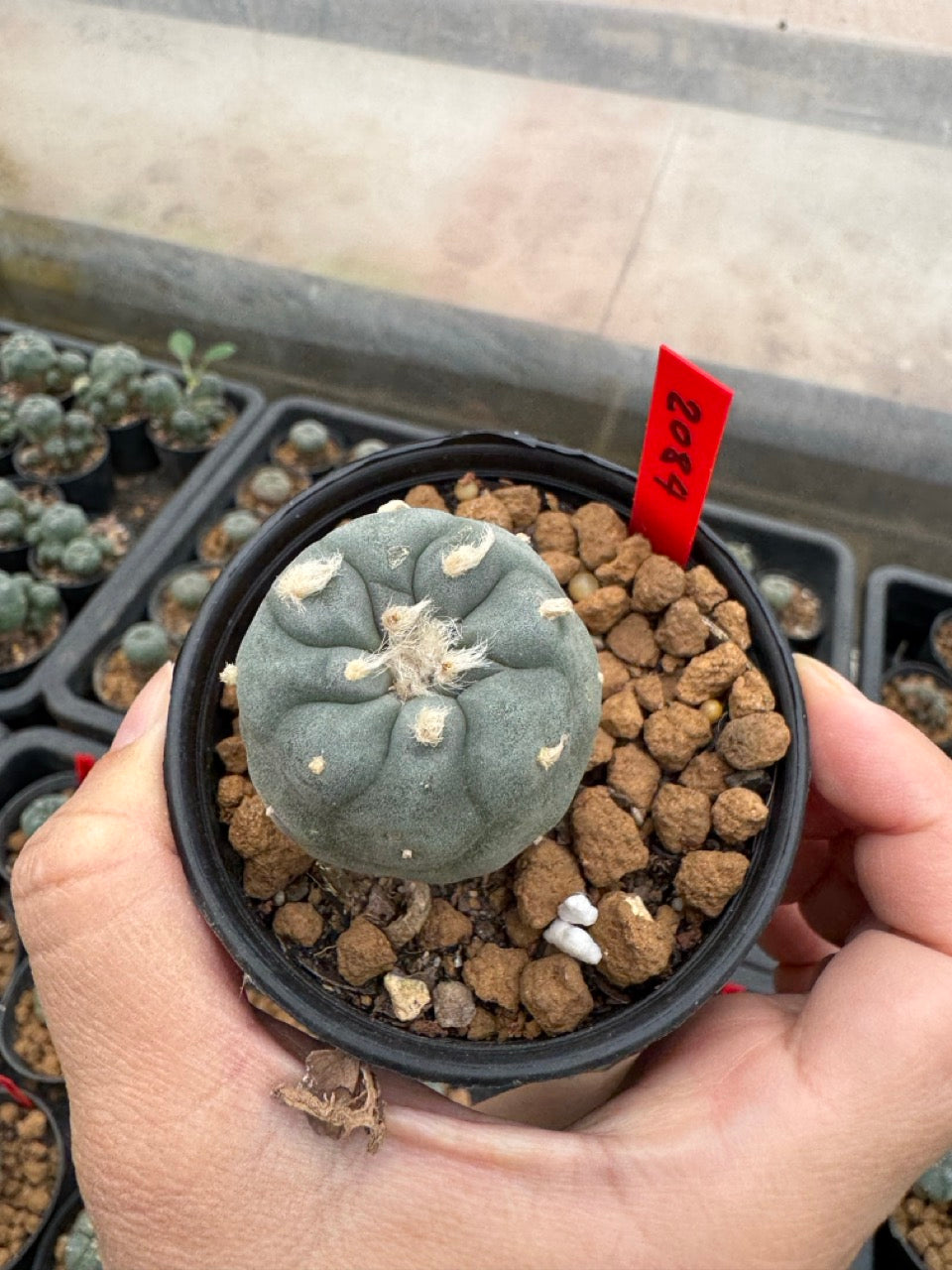 Lophophora williamsii – Peyote Cactus (3-4 cm, Own Root)