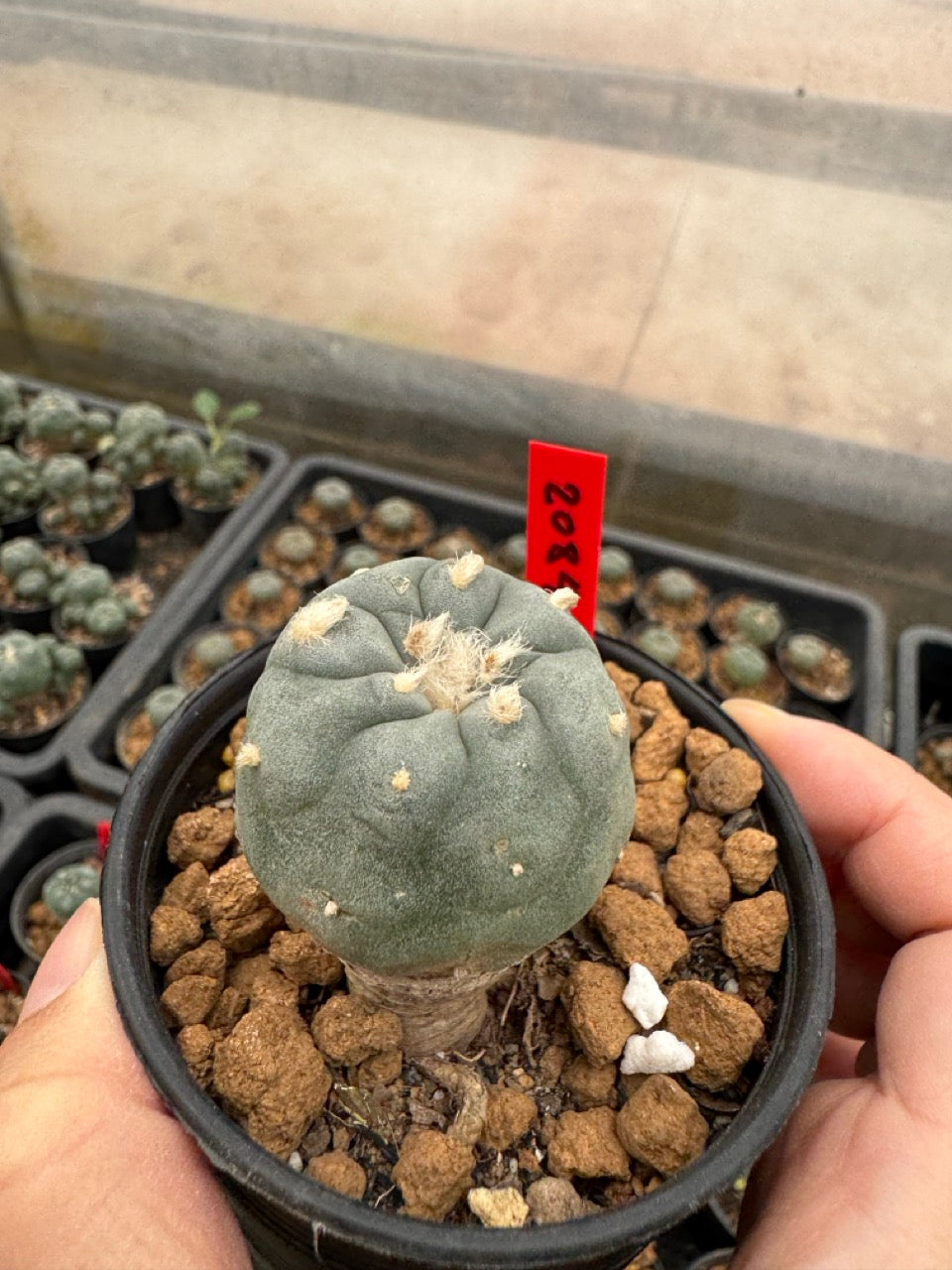 Lophophora williamsii – Peyote Cactus (3-4 cm, Own Root)