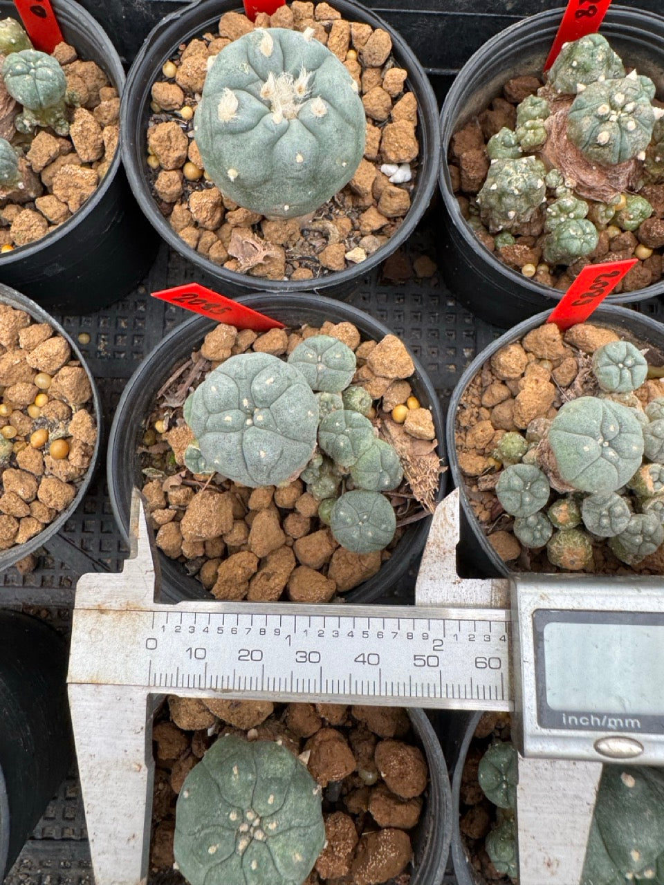 Lophophora williamsii – Peyote Cactus (3-4 cm, Own Root)