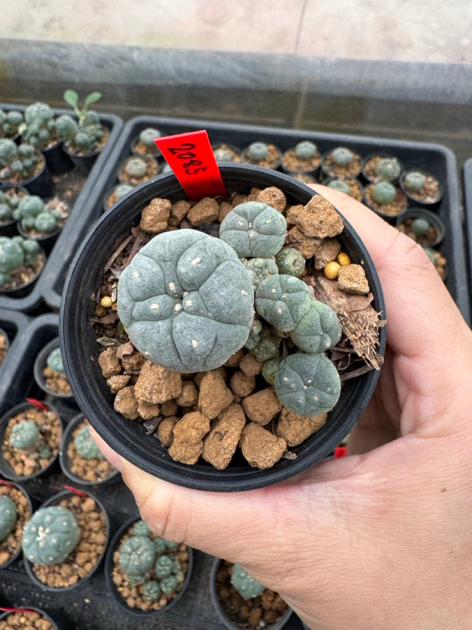 Lophophora williamsii – Peyote Cactus (3-4 cm, Own Root)