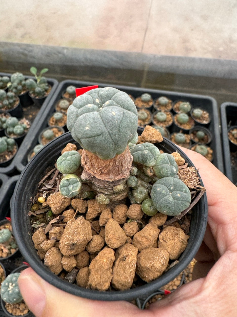 Lophophora williamsii – Peyote Cactus (3-4 cm, Own Root)