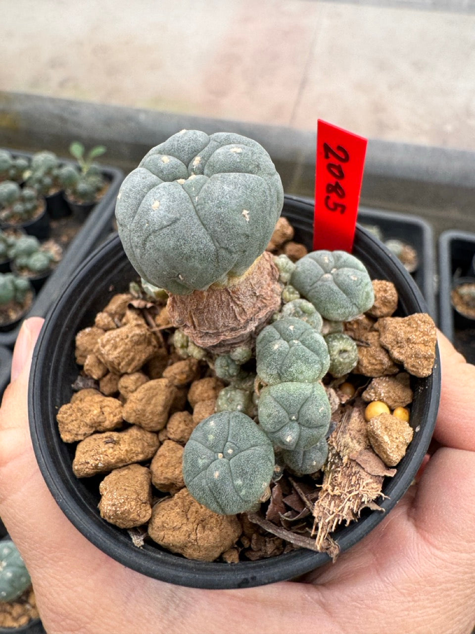 Lophophora williamsii – Peyote Cactus (3-4 cm, Own Root)