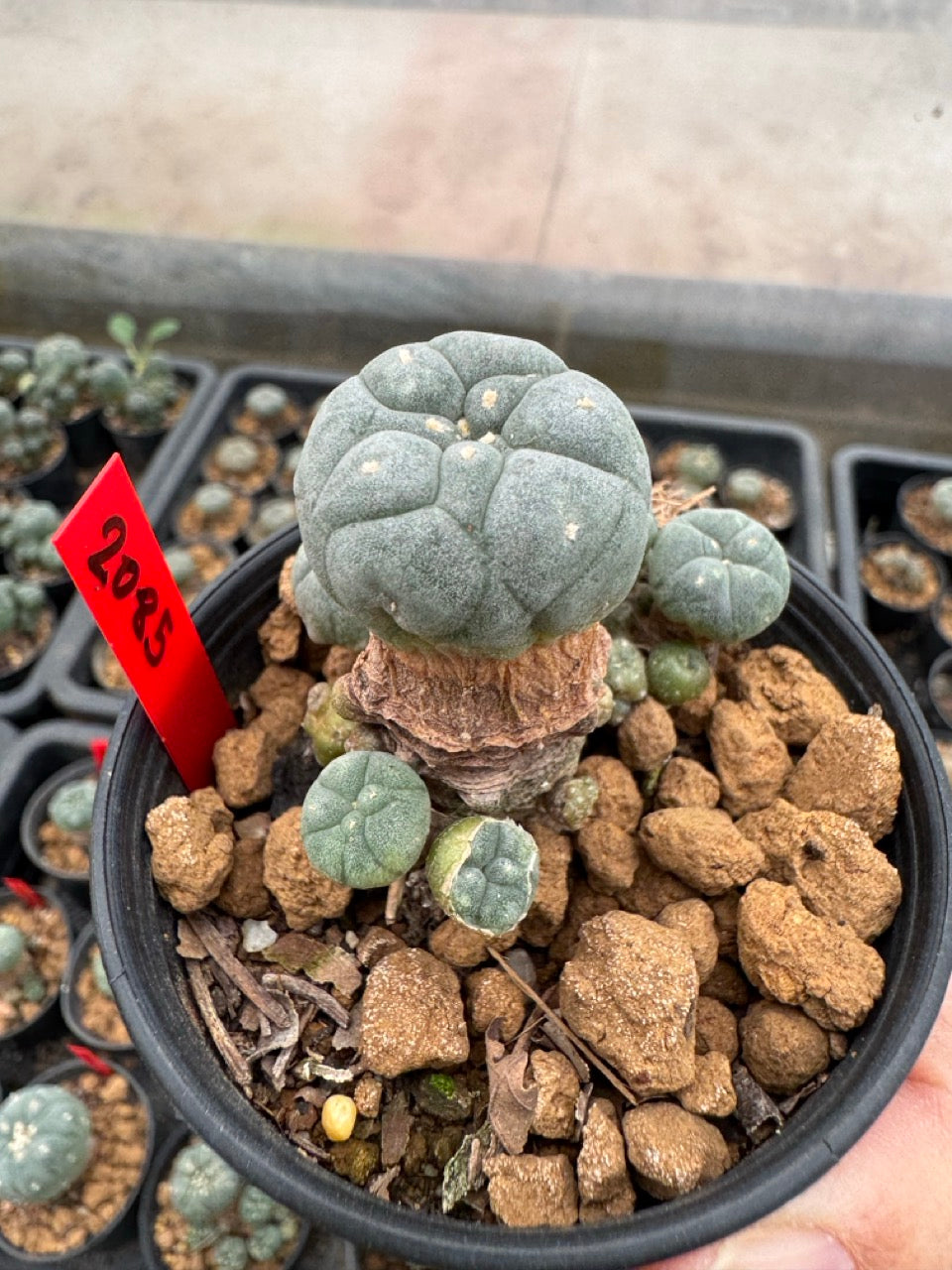 Lophophora williamsii – Peyote Cactus (3-4 cm, Own Root)