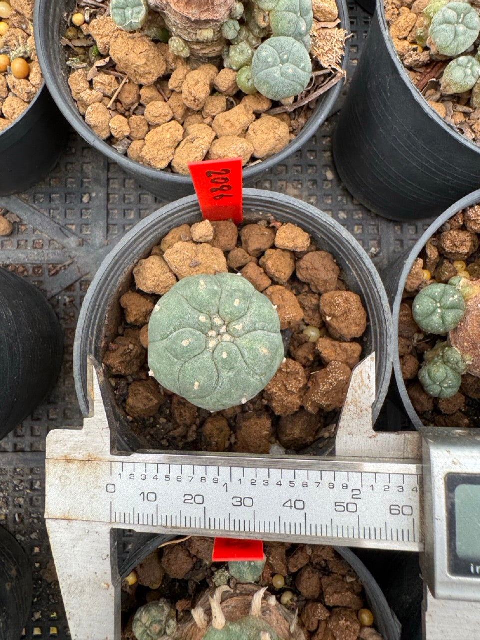 Lophophora williamsii – Peyote Cactus (3-4 cm, Own Root)