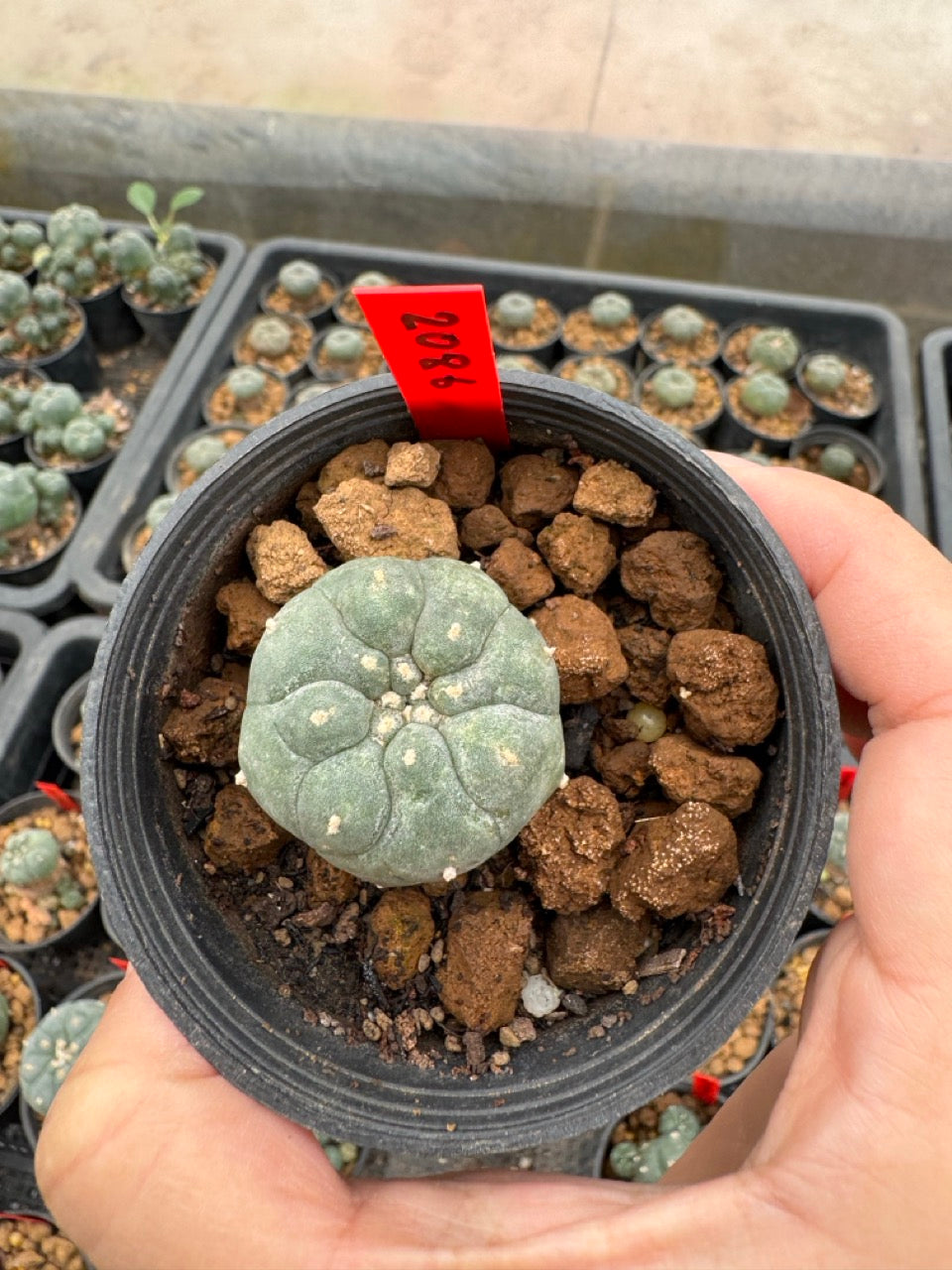 Lophophora williamsii – Peyote Cactus (3-4 cm, Own Root)