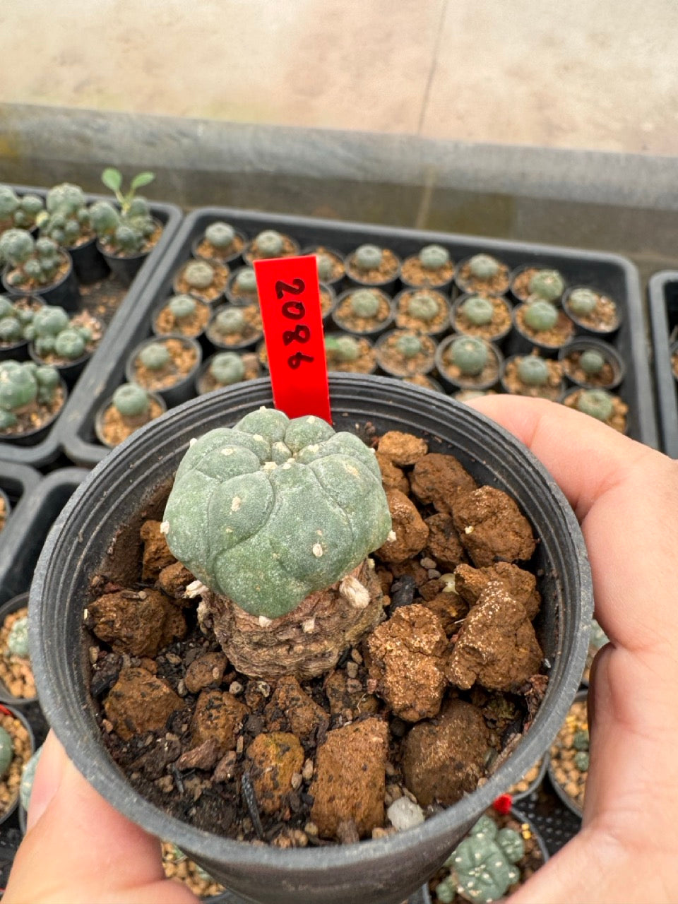 Lophophora williamsii – Peyote Cactus (3-4 cm, Own Root)
