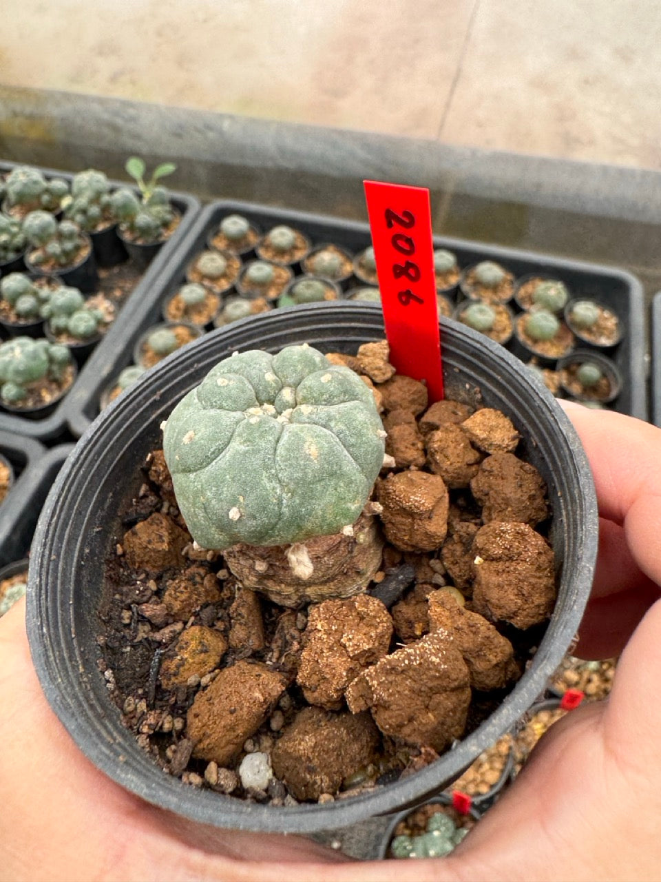 Lophophora williamsii – Peyote Cactus (3-4 cm, Own Root)